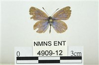 藏品(折列藍灰蝶沖繩亞種)的圖片