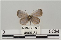 藏品(藍灰蝶沖繩亞種)的圖片