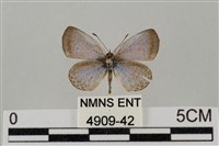 藏品(藍灰蝶沖繩亞種)的圖片