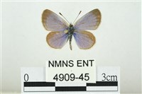 藏品(折列藍灰蝶沖繩亞種)的圖片