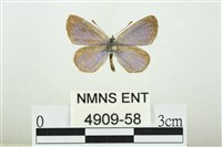 藏品(折列藍灰蝶沖繩亞種)的圖片