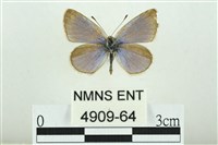 藏品(折列藍灰蝶沖繩亞種)的圖片