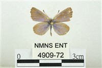 藏品(折列藍灰蝶沖繩亞種)的圖片