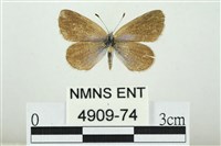 藏品(折列藍灰蝶沖繩亞種)的圖片