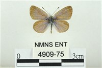 藏品(折列藍灰蝶沖繩亞種)的圖片