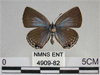 藏品(蘇鐵綺灰蝶)的圖片