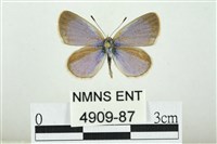 藏品(折列藍灰蝶沖繩亞種)的圖片