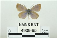 藏品(折列藍灰蝶沖繩亞種)的圖片