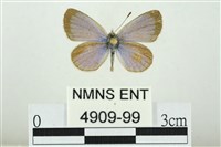 藏品(折列藍灰蝶沖繩亞種)的圖片