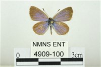 藏品(折列藍灰蝶沖繩亞種)的圖片