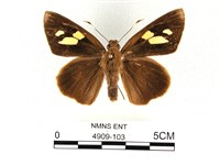 藏品(香蕉弄蝶)的圖片