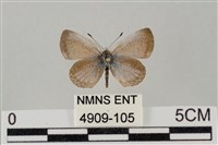 藏品(藍灰蝶沖繩亞種)的圖片