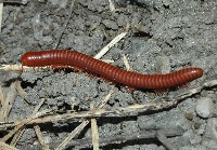 藏品(磚紅厚甲馬陸)的圖片