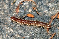 藏品(北京小直形馬陸)的圖片