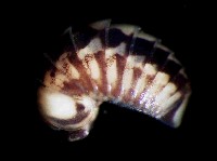 藏品(未知種林球馬陸)的圖片