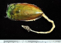 藏品(鴨嘴海豆芽)的圖片