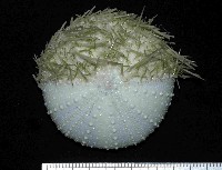 藏品(武裝月神海膽)的圖片