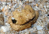 藏品(公雞饅頭蟹)的圖片