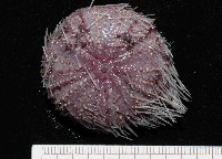 藏品(藍紫小肛海膽)的圖片