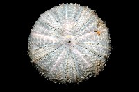 藏品(藍紫小肛海膽)的圖片