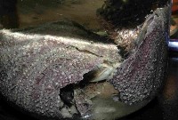 藏品(藍紫小肛海膽)的圖片