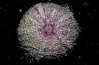 藏品(藍紫小肛海膽)的圖片