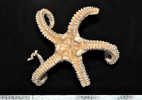 藏品(鞭枝蛇尾)的圖片