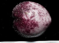 藏品(心形緣帶海膽)的圖片