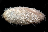 藏品(未知種汽海膽)的圖片