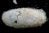 藏品(未知種汽海膽)的圖片