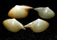 藏品(深淵馬刺蛤)的圖片