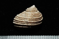 藏品(珍珠鐘螺)的圖片