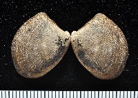 藏品(果核銀錦蛤)的圖片