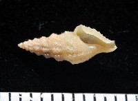 藏品(葉脈捲管螺)的圖片