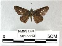 藏品(禾弄蝶)的圖片