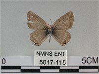 藏品(豆波灰蝶)的圖片