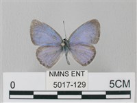 藏品(靛色琉灰蝶)的圖片