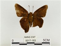 藏品(鐵色絨弄蝶)的圖片