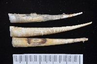 藏品(象牙貝之一種)的圖片