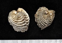 藏品(龍王圈心蛤)的圖片