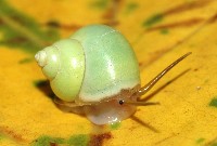 藏品(台灣青山蝸牛)的圖片