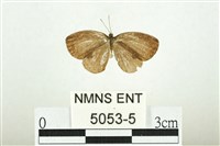 藏品(藍丸灰蝶)的圖片