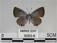 藏品(蘇鐵綺灰蝶)的圖片