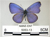 藏品(細邊琉灰蝶)的圖片