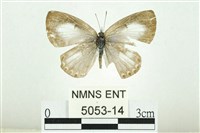 藏品(白紋琉灰蝶)的圖片