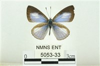 藏品(白紋琉灰蝶)的圖片