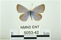 藏品(折列藍灰蝶沖繩亞種)的圖片