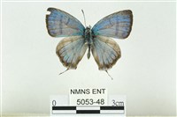 藏品(夸父璀灰蝶)的圖片