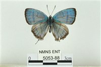 藏品(夸父璀灰蝶)的圖片