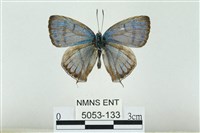 藏品(夸父璀灰蝶)的圖片